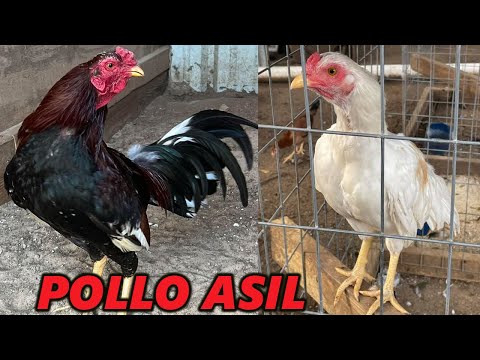 Pollo Asil Sweater Radio Xavier Rodriguez Barrios Farm | Beautiful Birds