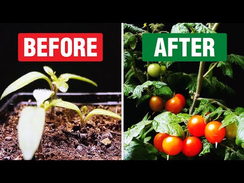 Micro Dwarf Tomato 'Vilma' (Time Lapse)