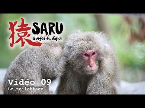 Saru - vidéo 09 - Le toilettage