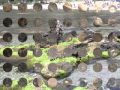Alienato (Negrita).wmv 