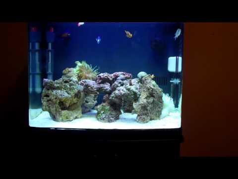 My clownfish is pregnant!