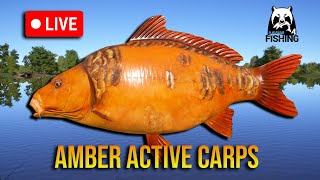 Time for Rare Carps on Amber - RF4