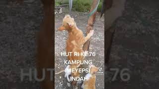 Download lagu kucing lagi lomba panjat pinang., hadiah utamanya lele cuy. mp3