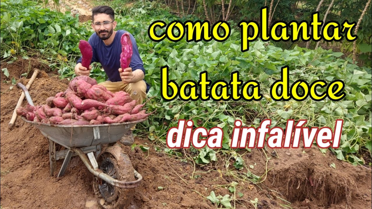 How to plant Sweet potato?