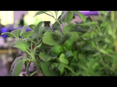 Der Cocktail der Woche: "Aruba Sprizz"