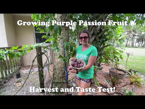 Growing Purple Passion Fruit | Harvest and Taste Test!