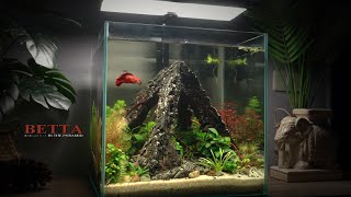 Betta&other fish live in‘’Floating”Pyramid Aquascape It Happened l Can Betta attack the other fish?