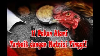 Download lagu PAKAN ALAMI AYAM. Bikin Ternak Sehat & Gemuk (11 Pakan Ayam Alami Terbaik dengan Nutrisi Tinggi! ) mp3