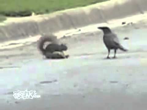 Una ardilla defiende a su amiga de un cuervo