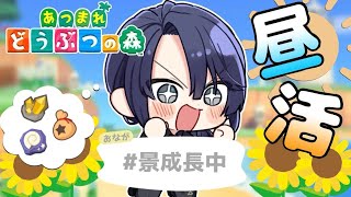 【あつまれどうぶつの森】優しい優しいくまさんの森島クリ,時々ハピパラ【長尾景/にじさんじ】