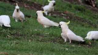 preview picture of video 'Cockatoos at Sherwood'
