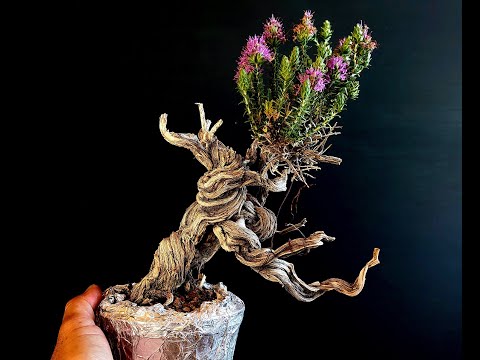 Bonsai Tree Thyme 11 Step 1