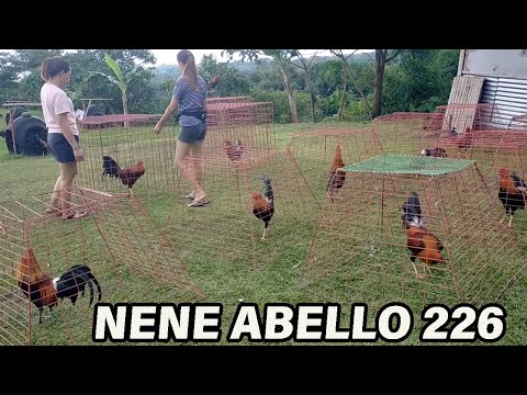 Nene Abello 226 Sweater Mcgregor - Double-R Farm Rodel Pangandian