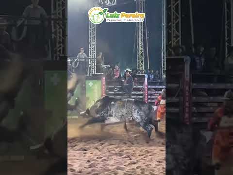 Touro joga peão longe, veja só! #Boiadeiro#Boibravo#Agro#Touro#Nelore#Vidanaroça #rodeio#montaria