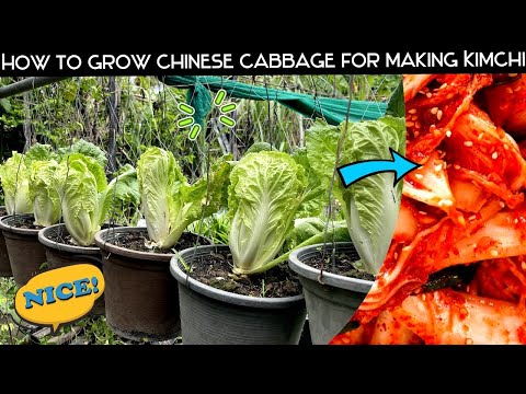 How to grow chinese cabbage for making KIMCHI, eating delicious food