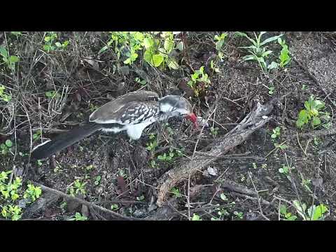 Djuma: Yellow-billed and Red-billed Hornbills below the cam - 05:16 - 10/13/20