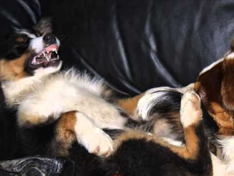 Robin`s Magnificent Rockstar "Venus".