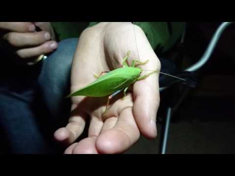 South Africa 2016: Giant Insect