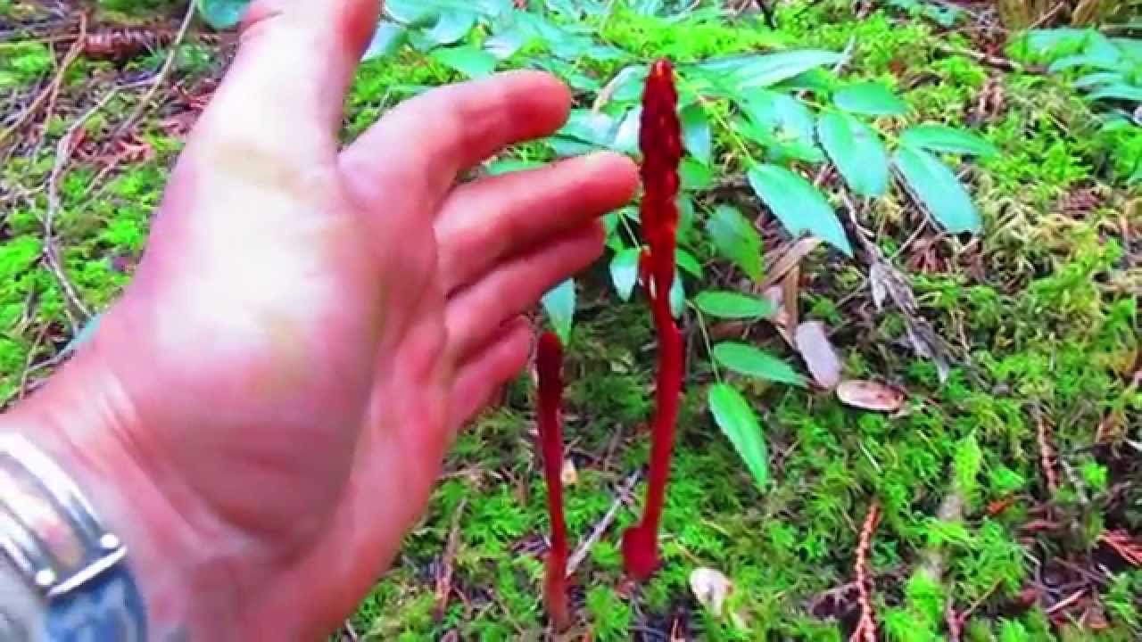 Spotted Coral Root Orchid - YouTube