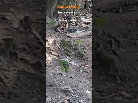 zona norte de santa Maria