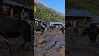Download lagu Very Beautiful Nepali Mountain Village Life of Nepal | Himalayan Village Life | mp3