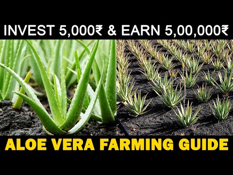 ALOE VERA FARMING / ALOE VERA CULTIVATION | Planting, Care, Harvesting, Profit, Medicinal Properties