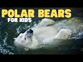Polar Bears For Kids Learn All About These Apex Predators