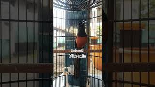 Download lagu murai batu Nias raja #masteranburungmurai #kicaumania #burung #masteranburung #masteranmurainembak mp3