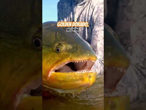 Golden Dorado, Upper Alto Parana river. #flyfishingtravel #flyfishing #goldendorado
