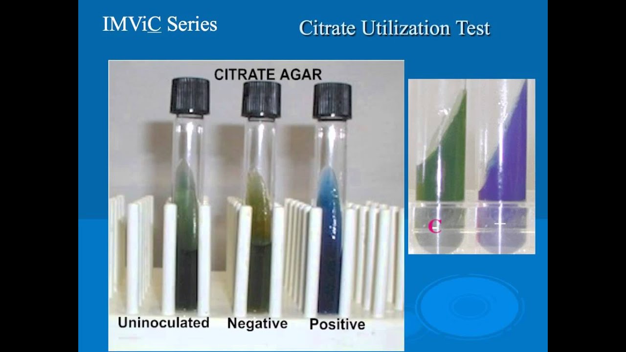 microbiology lab practical information part 2