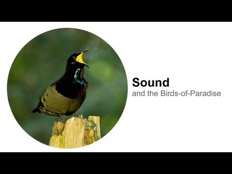 Sound: and the Birds-of-Paradise