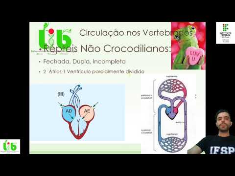 Sistema circulatório comparado