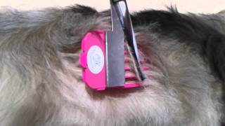 BEFORE - DIY Dog Groom How To - Scaredy Cut Demo