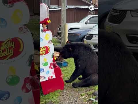 Hungry bear spotted breaking into jelly bean machine