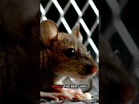 Will rats leave if there is no food?