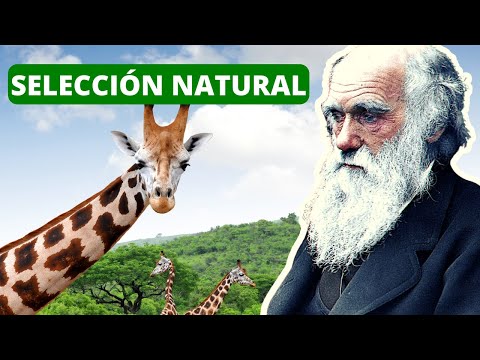 La SELECCIÓN NATURAL explicada: proceso, Darwin, ejemplos🐦