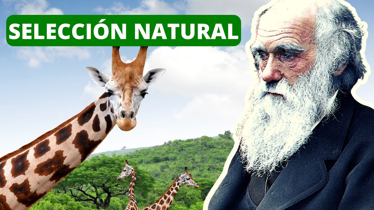 La SELECCIÓN NATURAL explicada: proceso, Darwin, ejemplos🐦