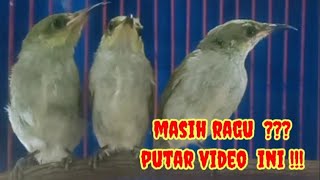 Download lagu CARA MEMBEDAKAN BURUNG CUCAK KOMBO JANTAN DAN BETINA mp3 Download lagu CARA MEMBEDAKAN BURUNG CUCAK KOMBO JANTAN DAN BETINA mp3