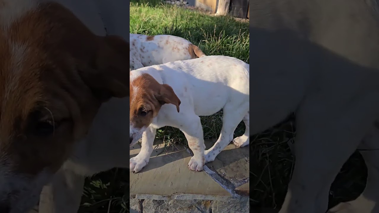 Frisco, a Adoptable mixed breed in Evergreen, CO video 2/6