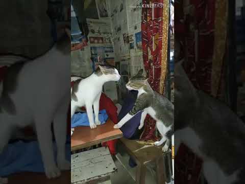 Animals🐵🐔🐶🐷 TikTok....