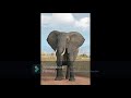 Elephant Sound Ringtone Effect SFX Compilation