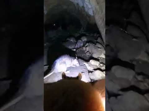 MINICAMARA A UN MURCIÉLAGO 🦇😱 #ytshorts #murciélago #murcielagos #like #viralshorts