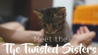 These Kittens Will Melt Your Heart..