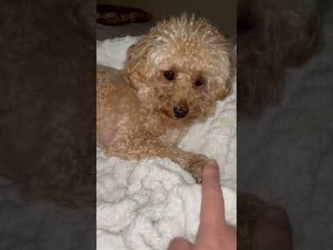 経営学科 飼い主のベッドで寝るトイプードル14ヶ月#toypoodle #トイプードル