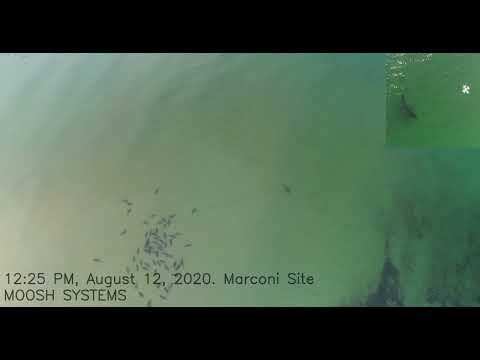 shark footage Wellfleet 2020 08 12