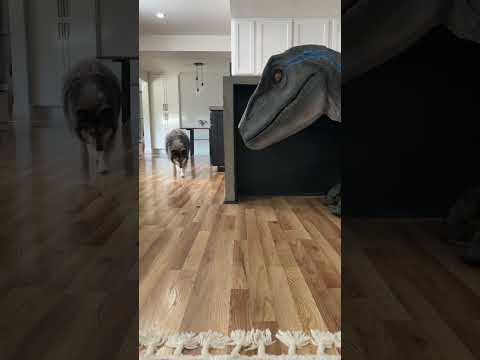 Dog meets a dinosaur while eating treats.. #shorts