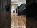 Dog Meets A Dinosaur While Eating Treats Shorts