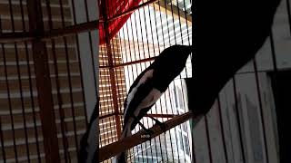 Download lagu Kacer Mewah Roll Tembak mp3