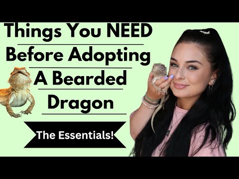 Beginners Guide: Getting A Bearded Dragon