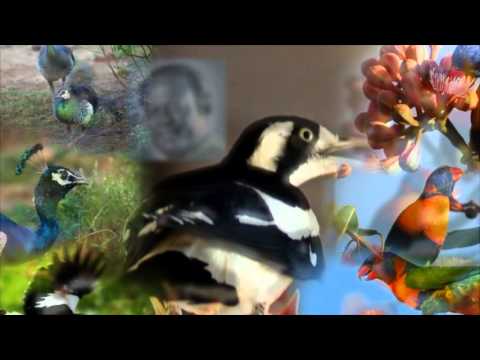 Pol Kichchee Waage - පොල් කිච්චී වාගේ